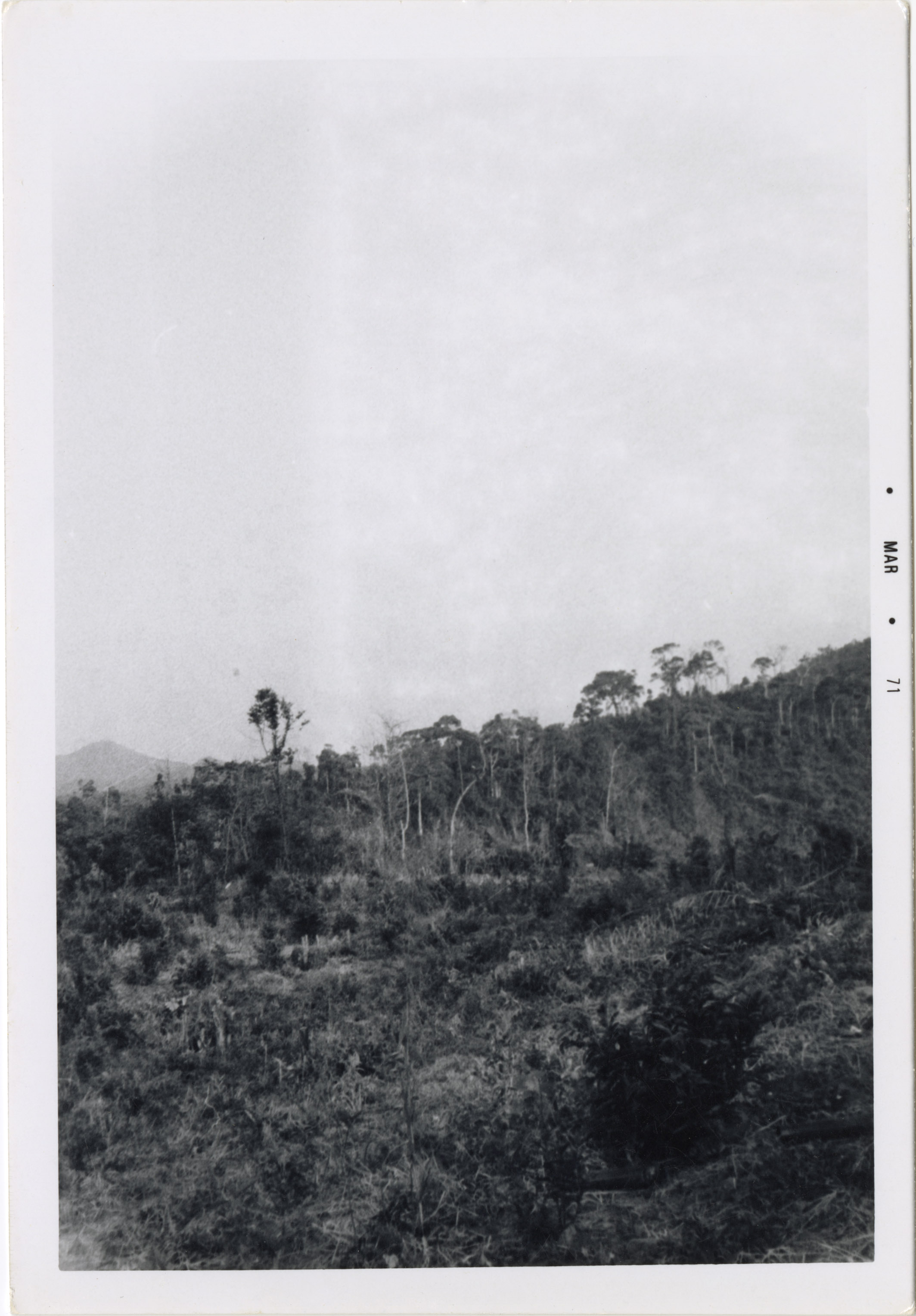 A tropical jungle on a hillside in Vietnam.